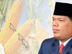 mentawai-genjot-produksi-jagung,-koperasi-desa-merah-putih-jadi-penggerak