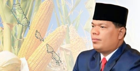 mentawai-genjot-produksi-jagung,-koperasi-desa-merah-putih-jadi-penggerak mentawai-genjot-produksi-jagung,-koperasi-desa-merah-putih-jadi-penggerak