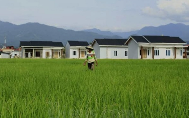 di-tengah-keterbatasan-lahan,-padang-masih-pertahankan-produksi-padi-4,65-ton-per-hektare di-tengah-keterbatasan-lahan,-padang-masih-pertahankan-produksi-padi-4,65-ton-per-hektare