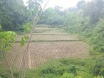 akibat-kemarau-panjang,-ratusan-hektare-sawah-di-sawahlunto-gagal-tanam