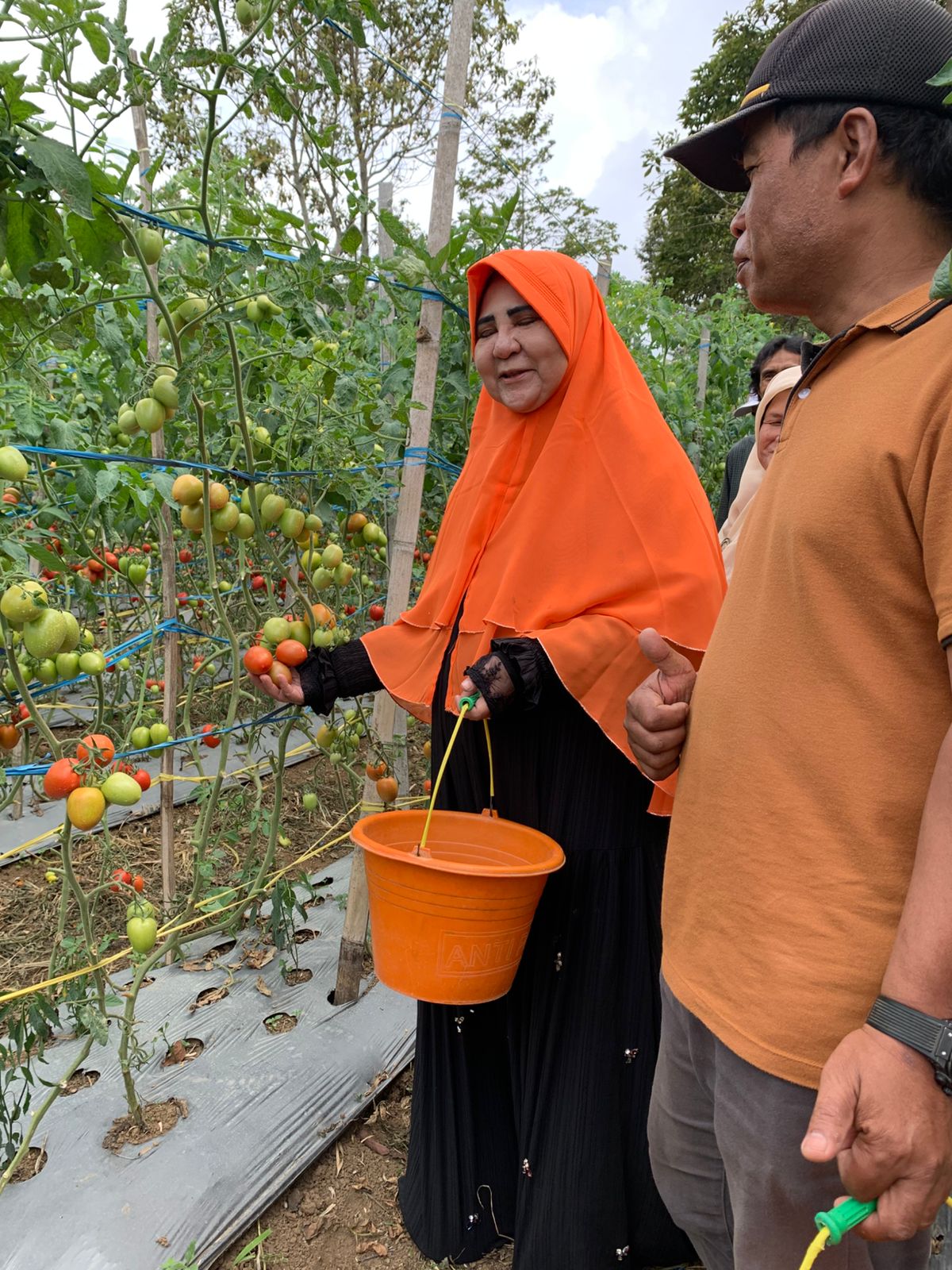 jaga-ketahanan-pangan,-nevi-zuairina-hadiri-panen-raya-tomat-kelompok-tani-talang-sakato-agam jaga-ketahanan-pangan,-nevi-zuairina-hadiri-panen-raya-tomat-kelompok-tani-talang-sakato-agam