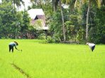 jaringan-irigasi-dibangun,-petani-di-padang-tidak-galau-lagi-akan-kekurangan-air