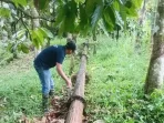 perumda-air-minum-tirta-saiyo-gerak-cepat,-fokus-rawat-jalur-pipa-transmisi-di-sumber-kapalo-banda