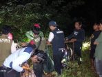 beruang-madu-mengamuk-di-pasaman,-tiga-petani-padi-terluka