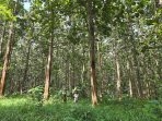 pulau-jawa-kian-panas,-hutan-yang-dikelola-perhutani-berkurang-1.1-juta-hektare