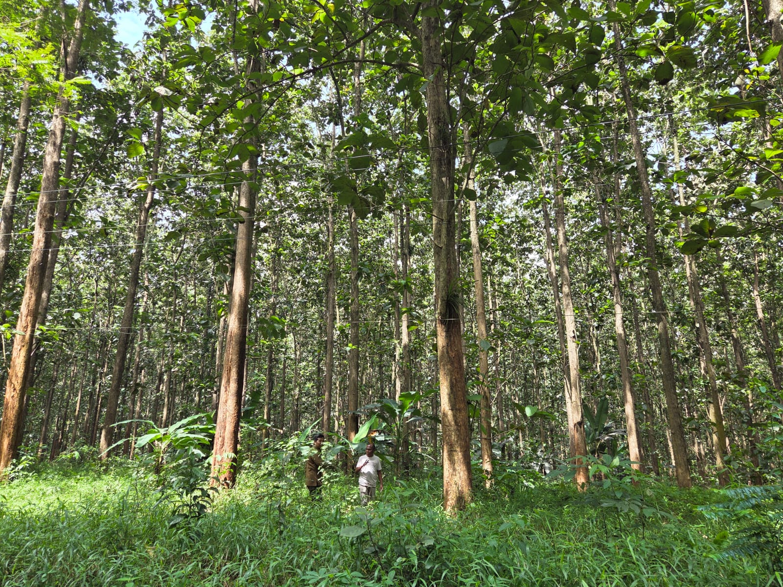 pulau-jawa-kian-panas,-hutan-yang-dikelola-perhutani-berkurang-1.1-juta-hektare pulau-jawa-kian-panas,-hutan-yang-dikelola-perhutani-berkurang-1.1-juta-hektare