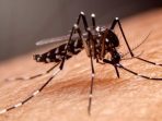 virus -dbd-serang-lubuk-basung,-10-orang-telah-terjangkit