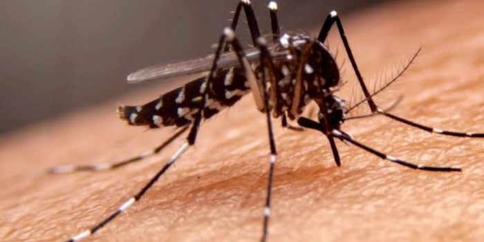 virus -dbd-serang-lubuk-basung,-10-orang-telah-terjangkit
