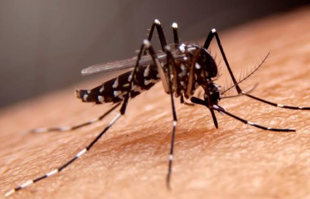 virus -dbd-serang-lubuk-basung,-10-orang-telah-terjangkit virus -dbd-serang-lubuk-basung,-10-orang-telah-terjangkit