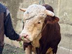 lambo,-sapi-kurban-1,2-ton-wagub-vasko-hebohkan-warga-pelosok-pasaman lambo,-sapi-kurban-1,2-ton-wagub-vasko-hebohkan-warga-pelosok-pasaman