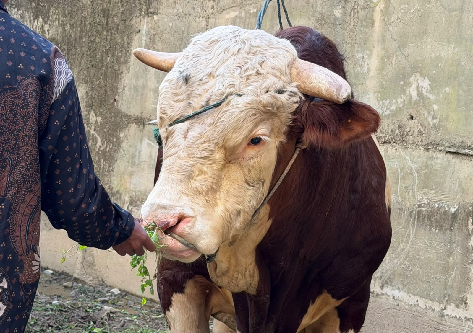 lambo,-sapi-kurban-1,2-ton-wagub-vasko-hebohkan-warga-pelosok-pasaman lambo,-sapi-kurban-1,2-ton-wagub-vasko-hebohkan-warga-pelosok-pasaman